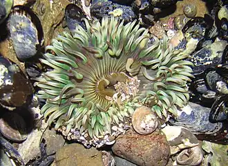 Anthopleura elegantissima