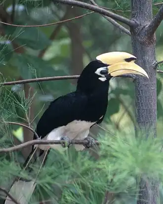 Bonte neushoornvogel