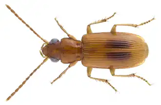 Anthracus angusticollis