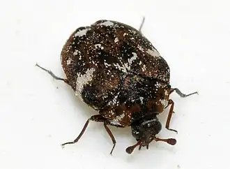 Anthrenus angustefasciatus