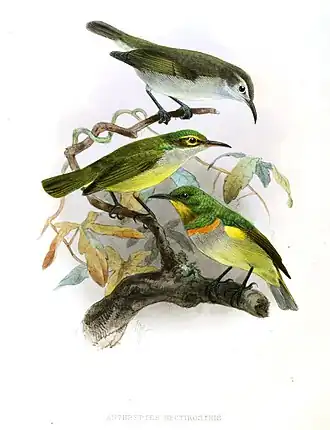 Goudbandhoningzuiger