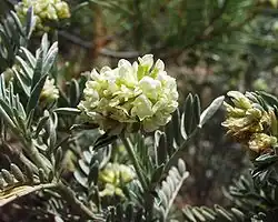 Anthyllis barba-jovis