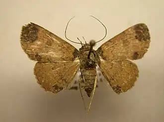 Antiblemma hembrilla