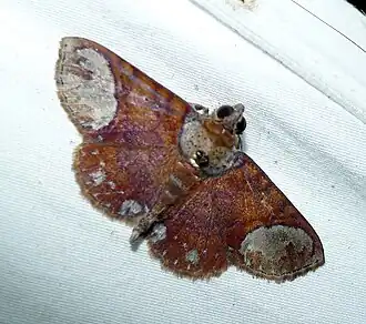 Antiblemma trogocycla