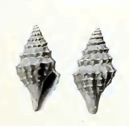 Anticlinura biconica