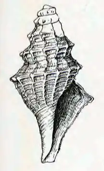 Anticlinura monochorda