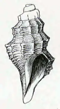Anticlinura peruviana