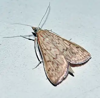 Antigastra catalaunalis