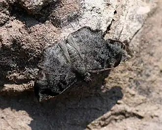 Antigonus (geslacht)