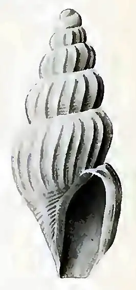 Antiguraleus costatus