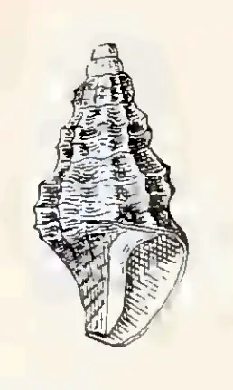 Antiguraleus infandus