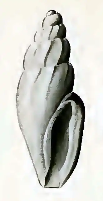 Antiguraleus permutatus