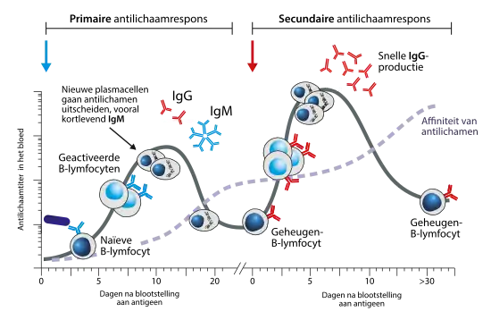 De primaire en secundaire antilichaamrespons in zoogdieren. Bij de primaire respons wordt eerst IgM gevormd (en na isotype switching ook IgG). Bij een tweede blootstelling aan hetzelfde antigeen, vindt een snelle IgG-productie plaats vanuit B-geheugencellen.