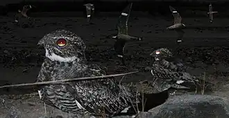 Antilliaanse nachtzwaluw