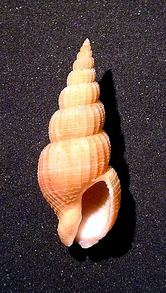 Antillophos elegantissimus