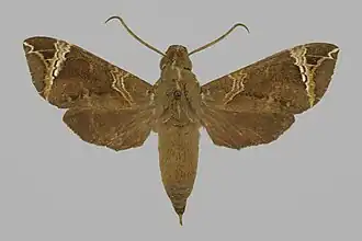 Antinephele achlora