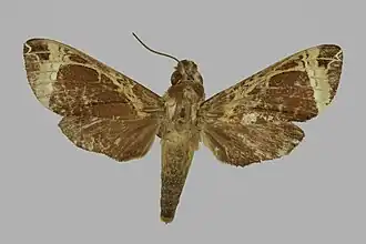 Antinephele camerounensis