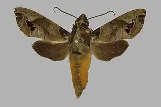 Antinephele maculifera