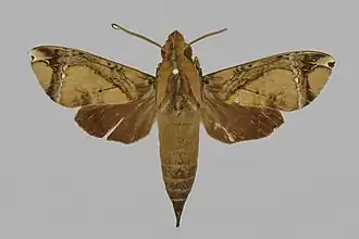 Antinephele marcida