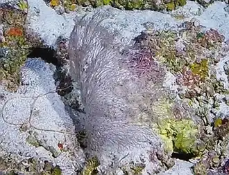 Antipathes atlantica