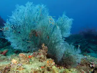 Antipathes hypnoides