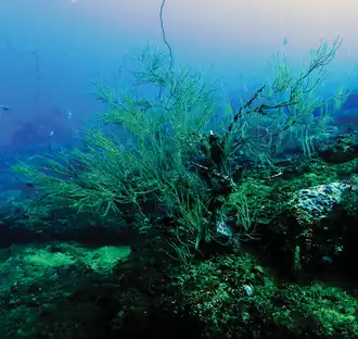 Antipathes lentipinna