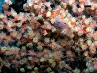 Antipathes galapagensis