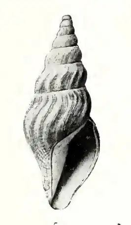 Antiplanes abarbarea