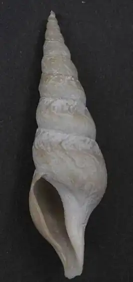 Antiplanes catalinae