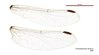 Antipodogomphus dentosus