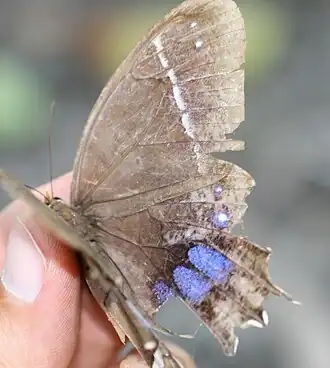 Antirrhea philoctetes