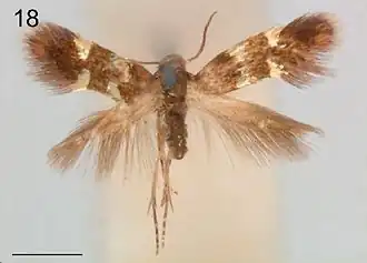 Antispila argostoma