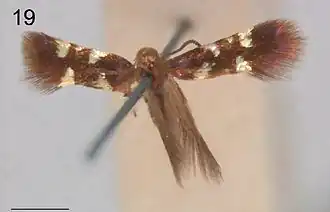 Antispila aristarcha