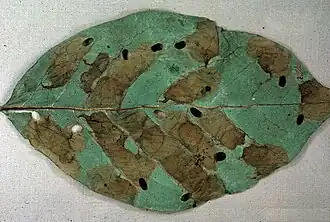 Antispila nyssaefoliella