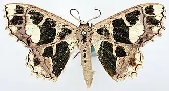 Antitrygodes pirimacula