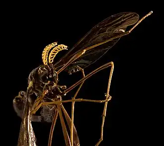 Tanyptera (Tanyptera) dorsalis