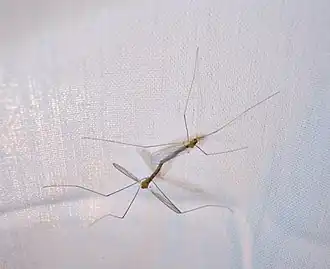 Antocha (Antocha) saxicola