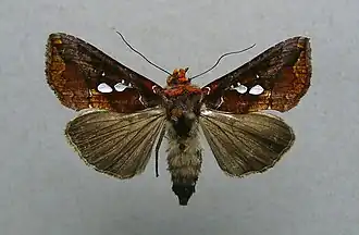 Antoculeora ornatissima