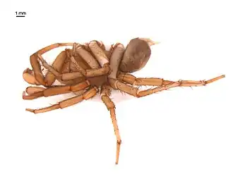 Antrodiaetus cerberus