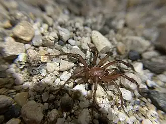 Antrodiaetus montanus