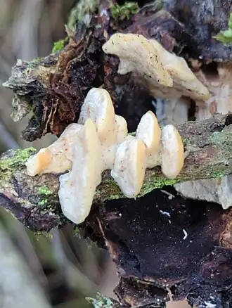 Gesploos elfenbankje