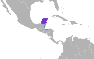 Yucatánnachtzwaluw