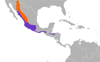 Ridgways whippoorwill