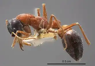 Myrmecia cephalotes