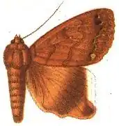 Ophiusa conspicienda