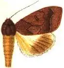 Ophiusa finifascia