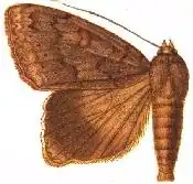 Ophiusa tumiditermina