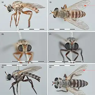 Anypodetus fasciatus