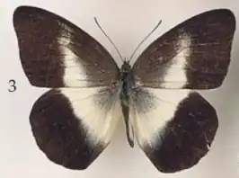 Aoa affinis