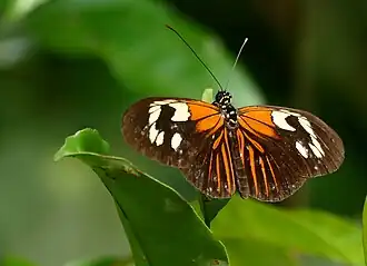 Heliconius aoede